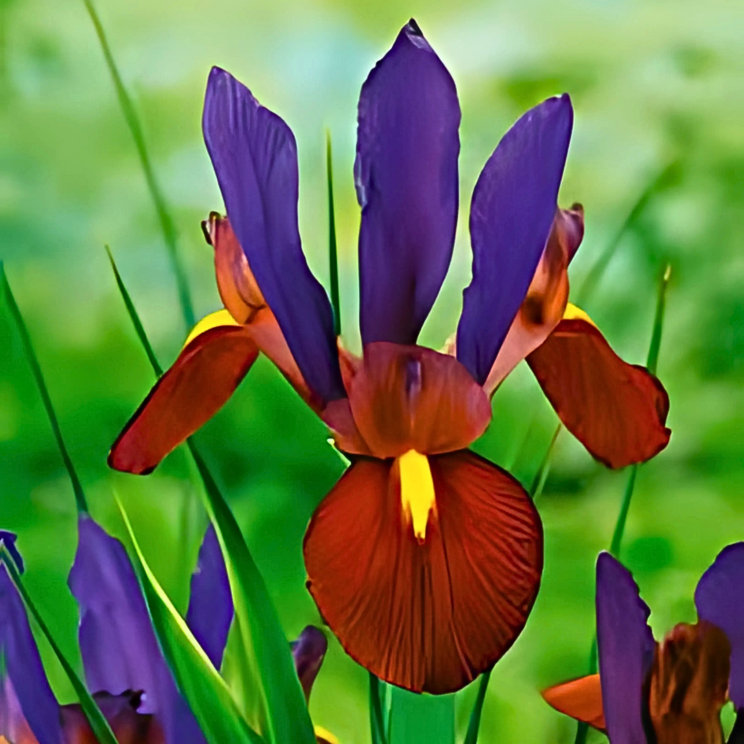 Imported Iris Dutch Eye Tiger Bulb