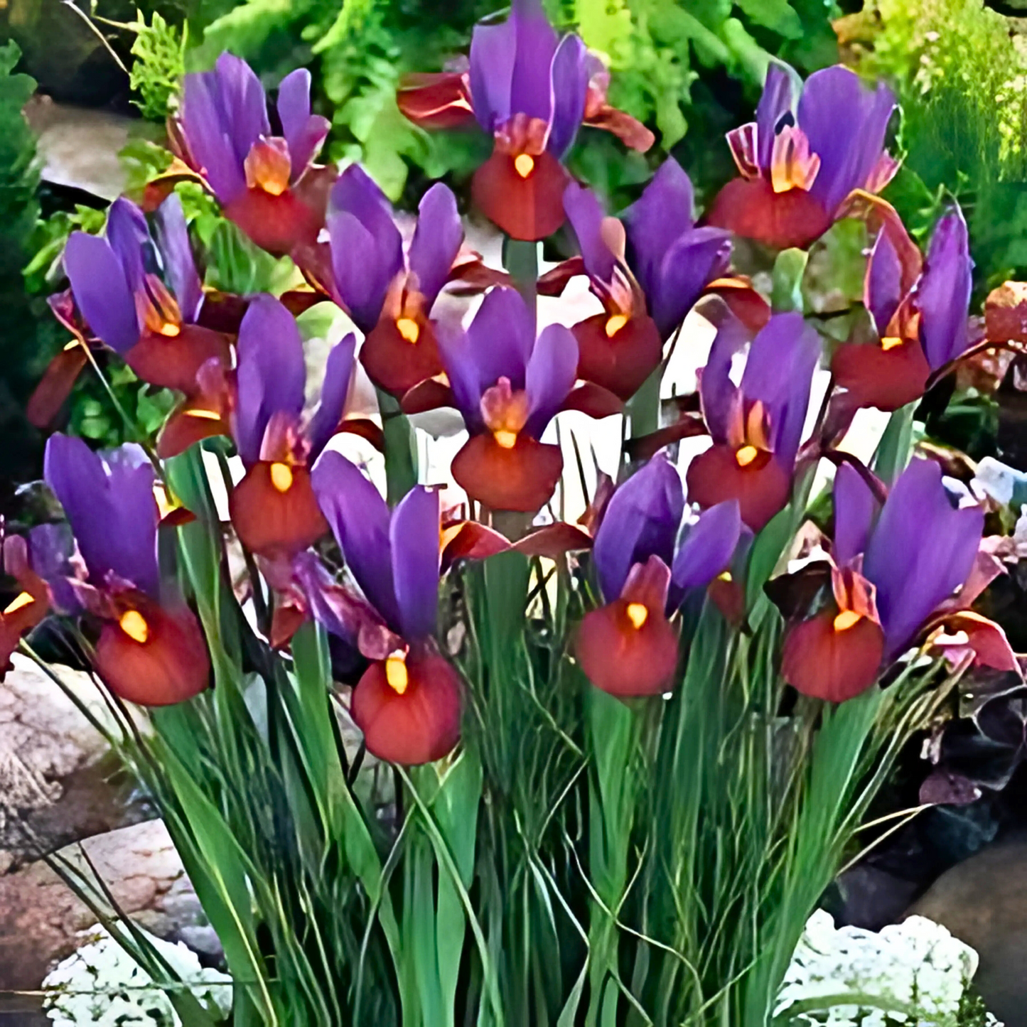Imported Iris Dutch Eye Tiger Bulb