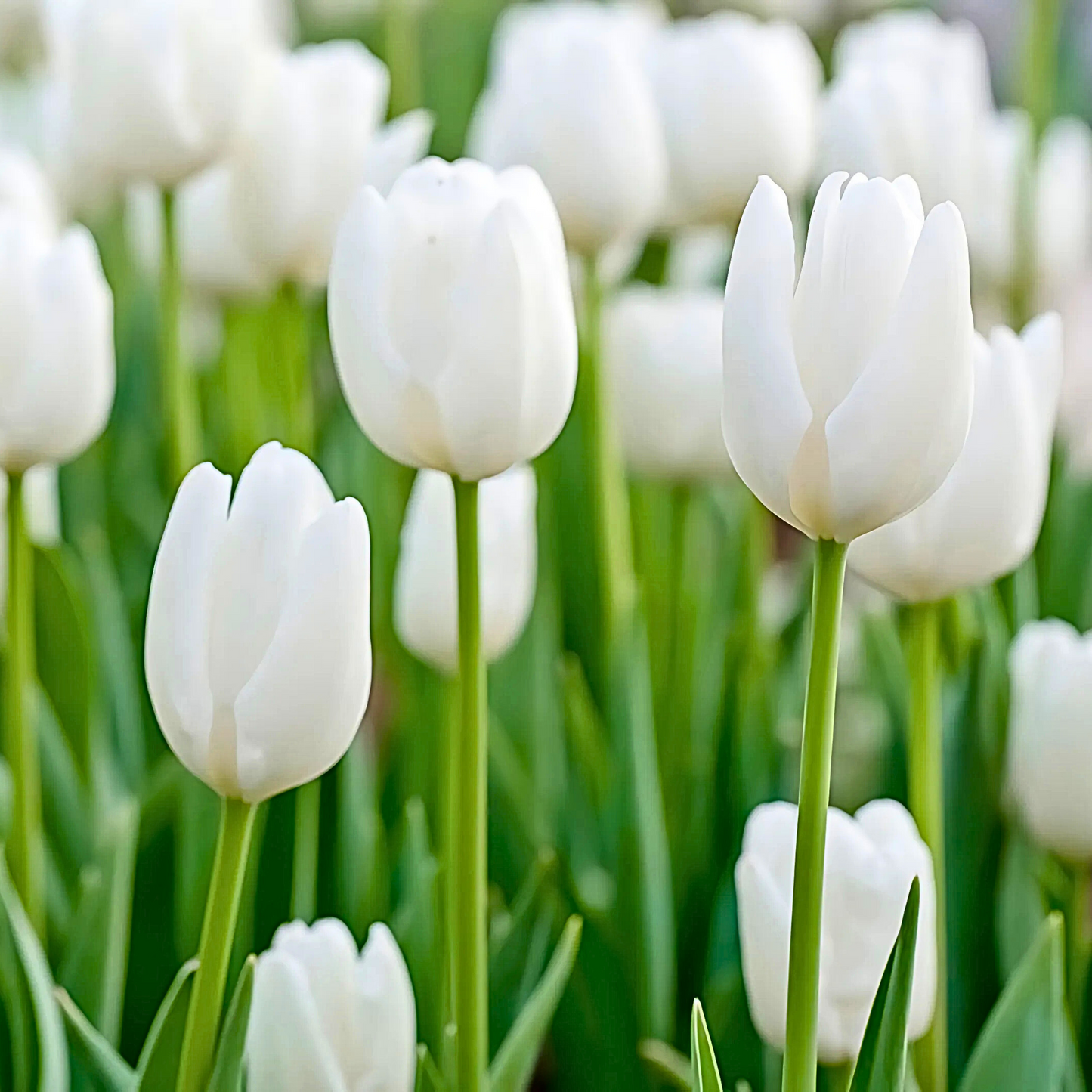 Tulip White Prince (White) Bulb