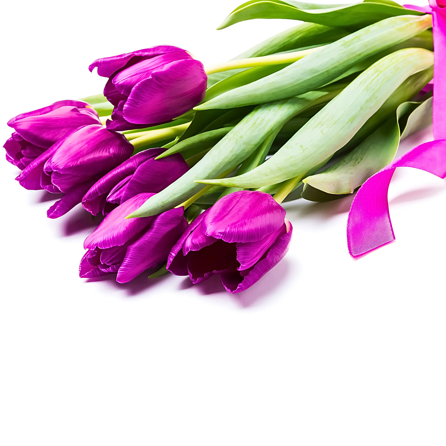 Tulip Purple Prince (Purple) bulb